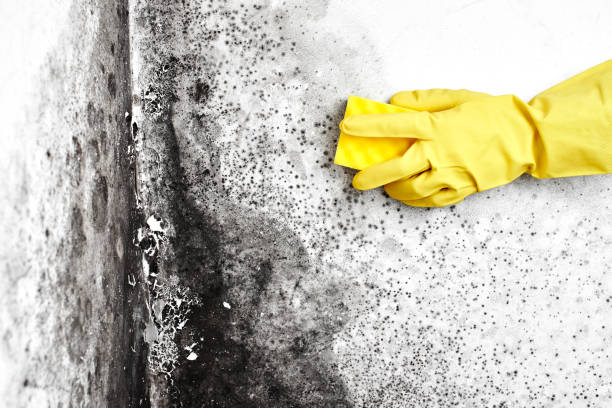 Best Attic Mold Removal  in Renova, MS